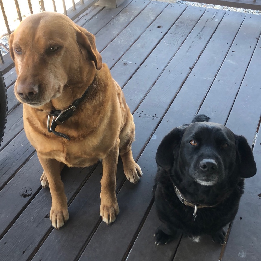 Meet your Posher, Lynndi